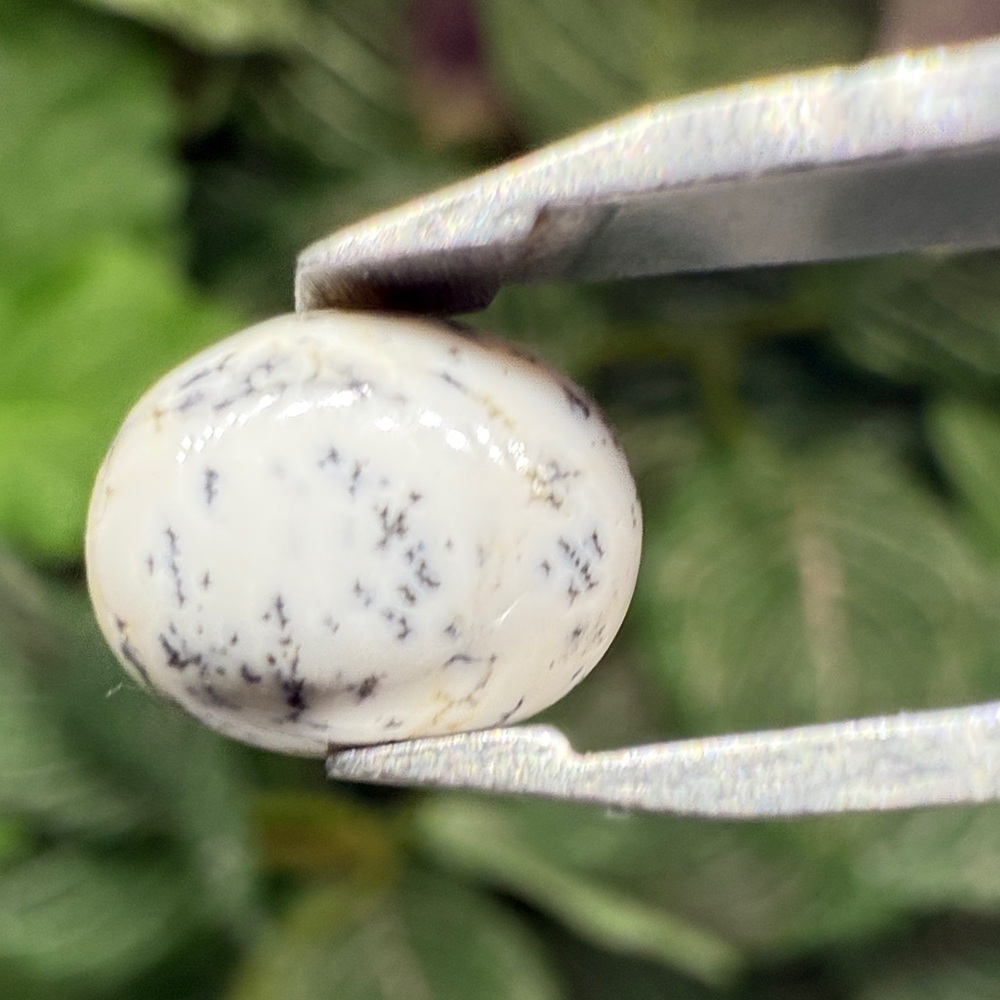 Zebra Opal